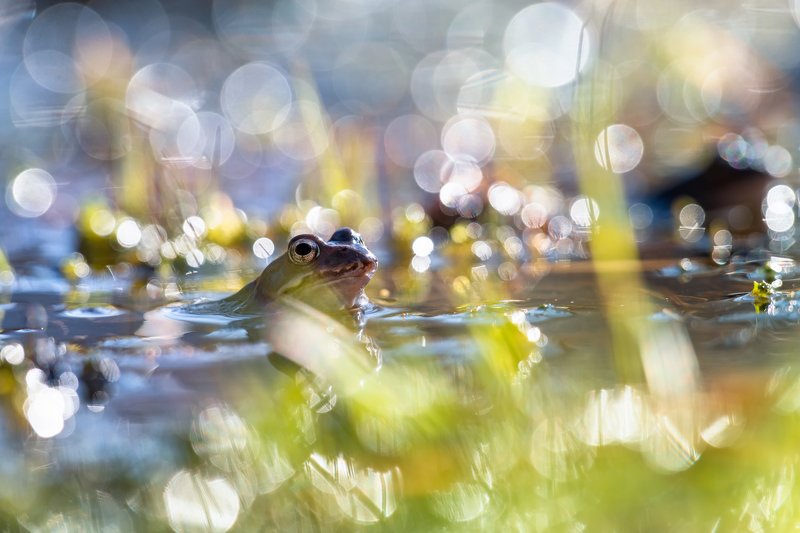 macro, bokeh, vintage lens, nature, frog, fauna sunny day in the potphoto preview