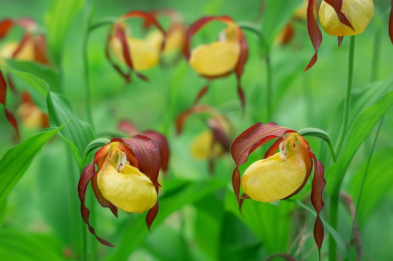 ЦВЕТЁТ ВЕНЕРИН БАШМАЧОКphoto preview