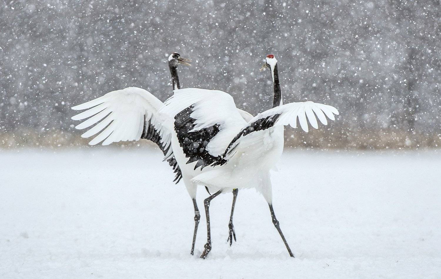 , Сергей Урядников