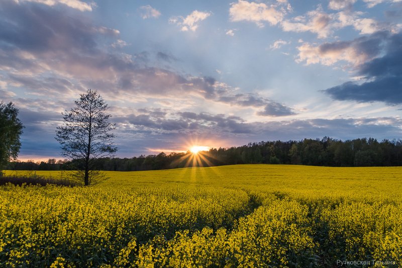 Закат над рапсовым полемphoto preview