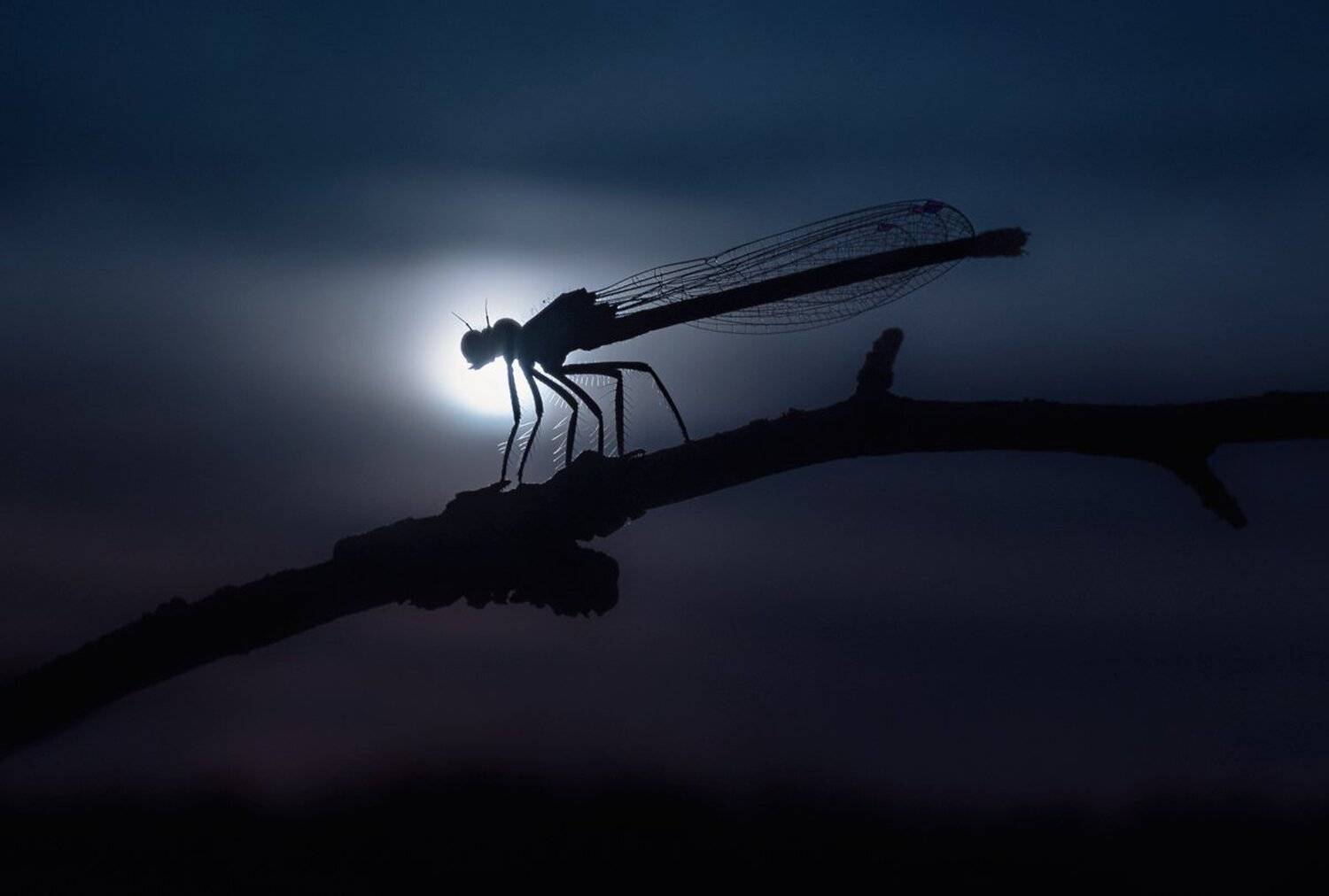 ***. Автор: Баранов Олег , Баранов Олег