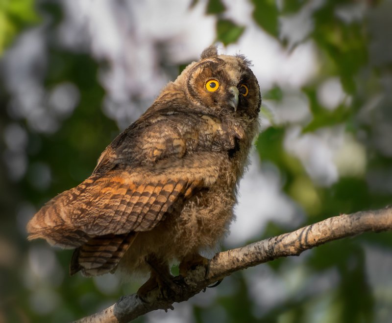 птица, сова, Молодая сова.. фото превью
