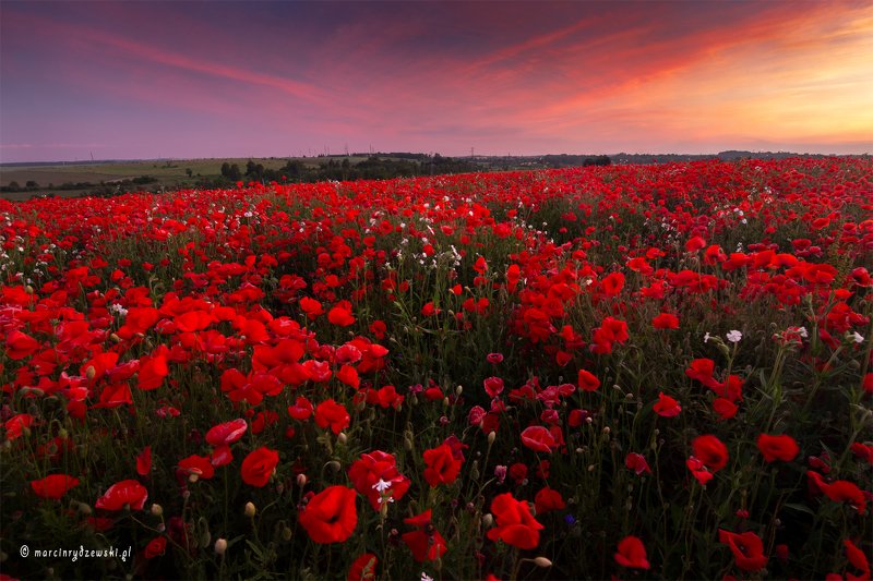 poppies, maki, polska, marcin rydzewski, landscape, canon, nature, red, flowers,  Czerwone dywanyphoto preview