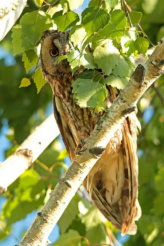 животные птицы весна ушастая сова ку-куphoto preview
