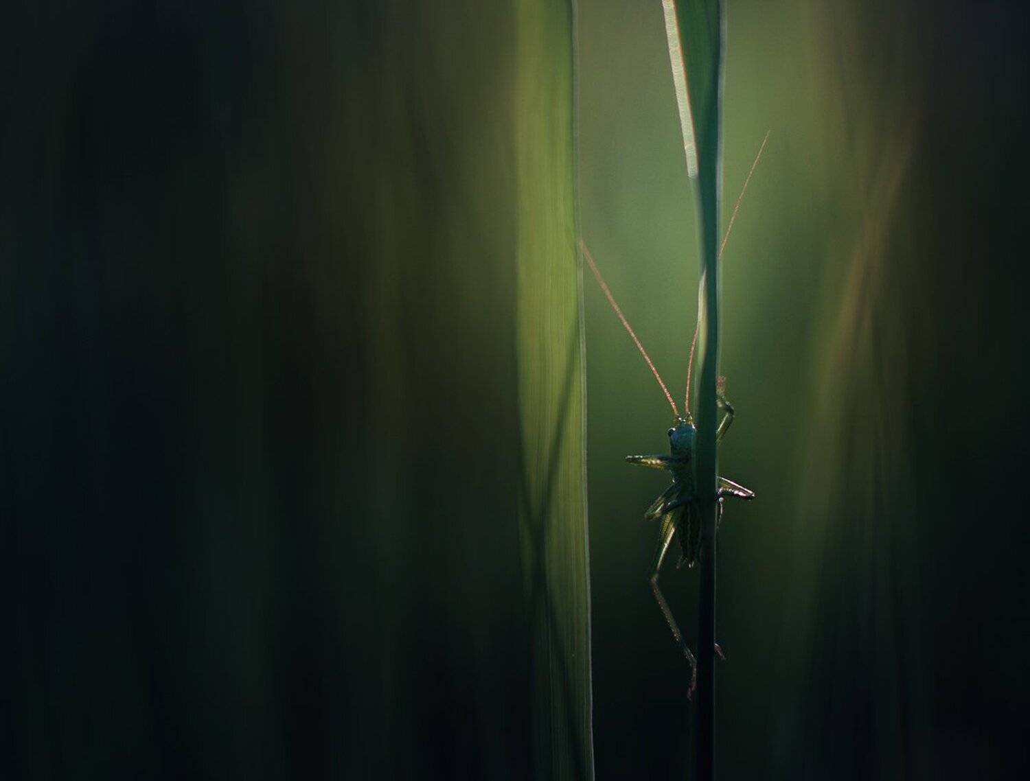 , Баранов Олег