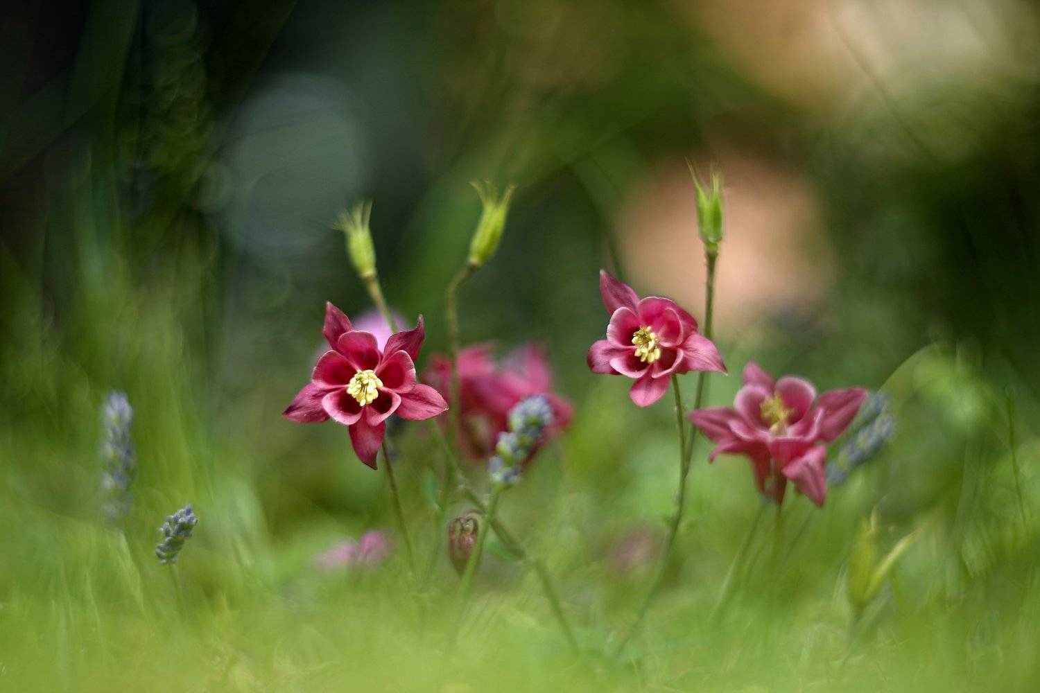 *****. Автор: Эдуард Колобошников , Эдуард Колобошников