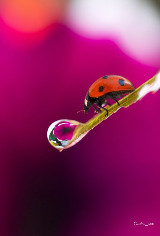 божья коровка, капля, макро, природа, красота, жуки, сад, отражение, цветы Завтракphoto preview
