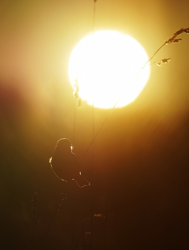 закат, птица sunsetphoto preview