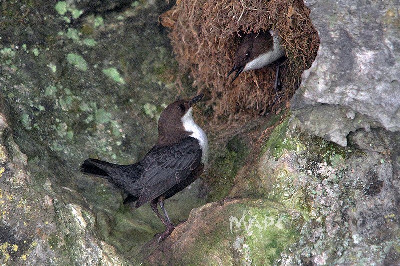 животные птицы оляпки гнездо пара Оляпкиphoto preview
