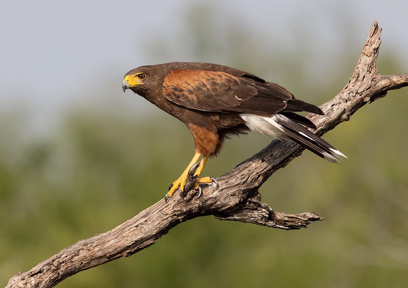 пустынный канюк, harris\\\'s hawk, hawk, тx, texas, raptor, хищные птицы Пустынный канюк пара- Harris Hawkphoto preview
