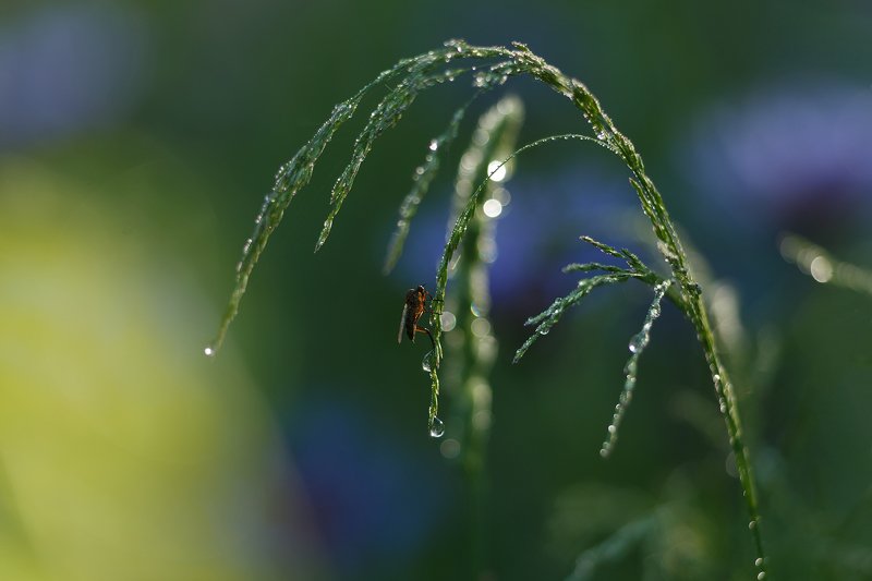 макро, рассвет, стекинг После пейзажей)photo preview