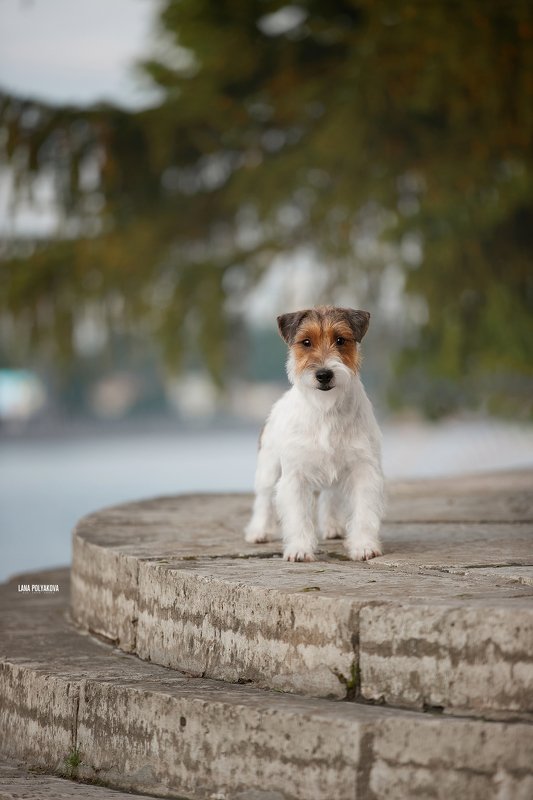 собака, анималист, природа, город В вечерний час с другомphoto preview