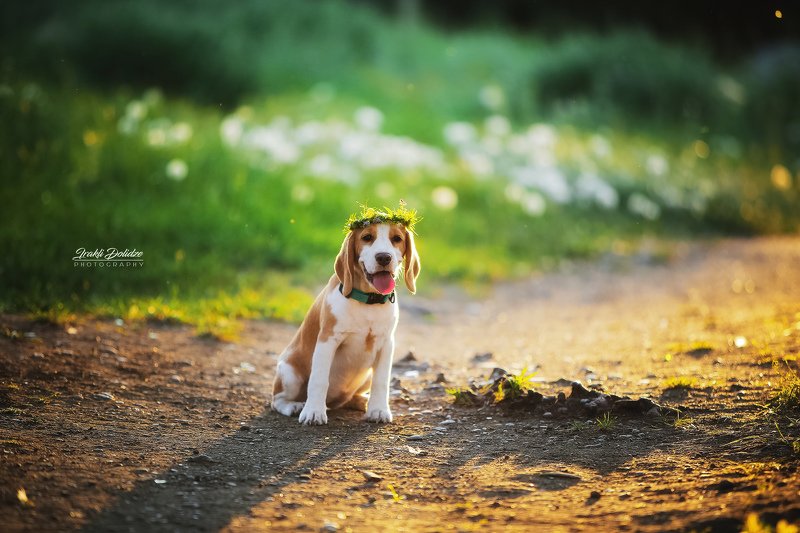 dog, beagle, sunset. spring, colors, green, bokeh, canon, outside, road, собака, весна Собака - веснаphoto preview