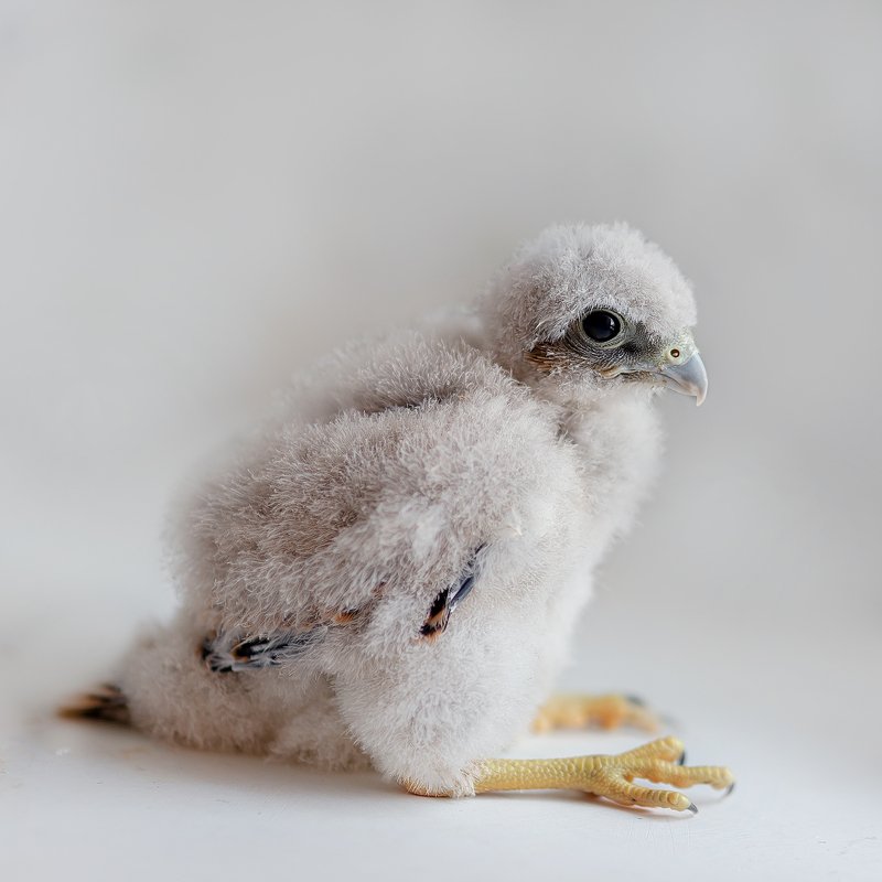 Найдёнышphoto preview