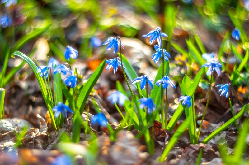 пролески, весна, первоцветы, подснежники, воронежский заповедник, лес photo preview