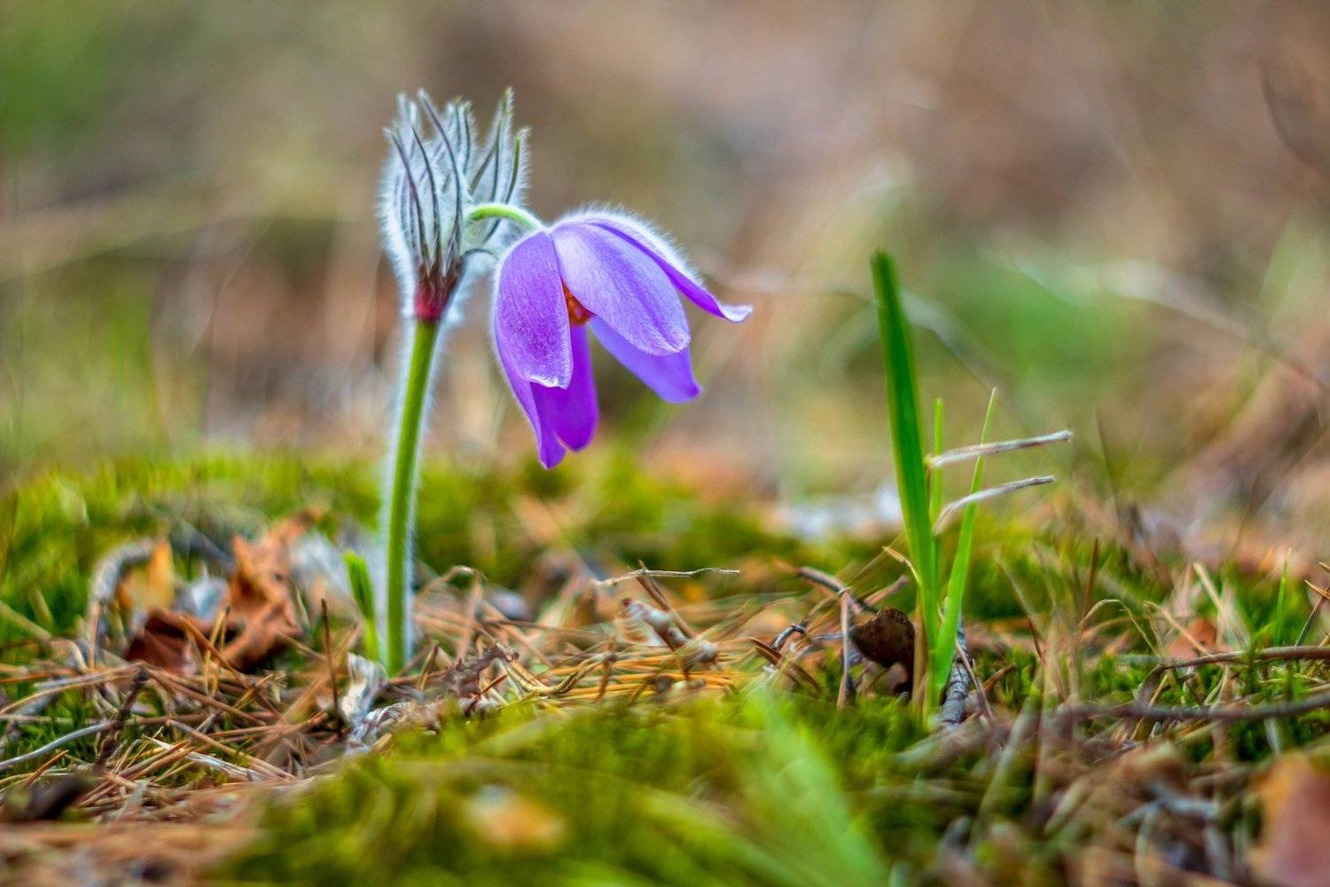 сон-трава, первоцвет, лес, заповедник, весна, Руслан Востриков