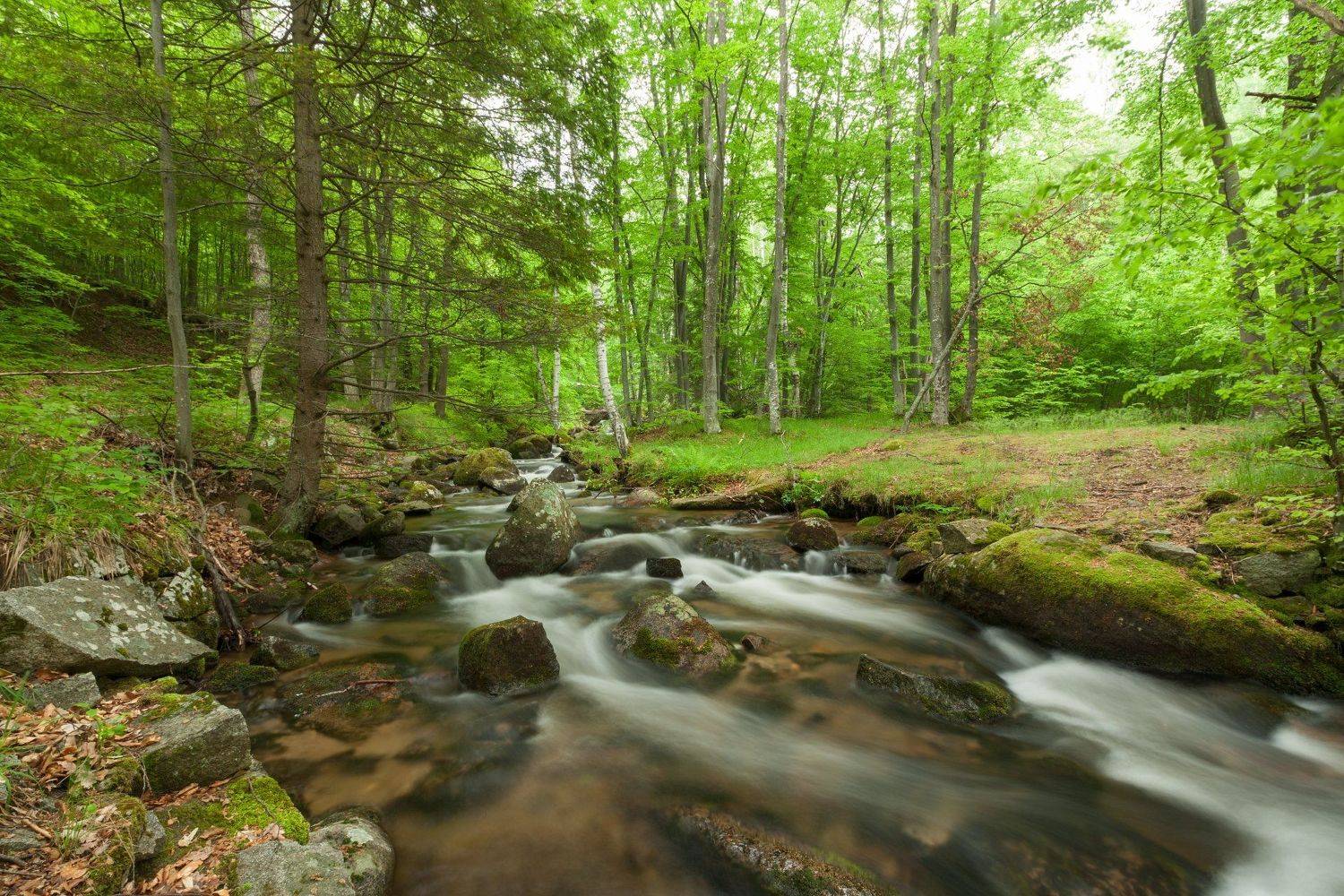 Весна. Автор: Александър Сандев , Александър Сандев