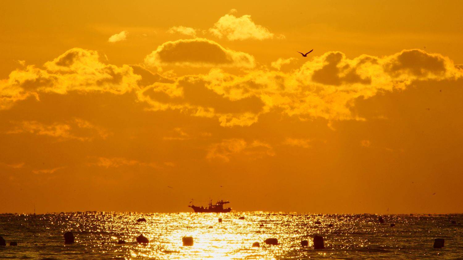 south korea, ulsan, sea, seascape, sunrise, sunlight, boat, sun, clouds, seagull, horizontal, sunshine,, Shin