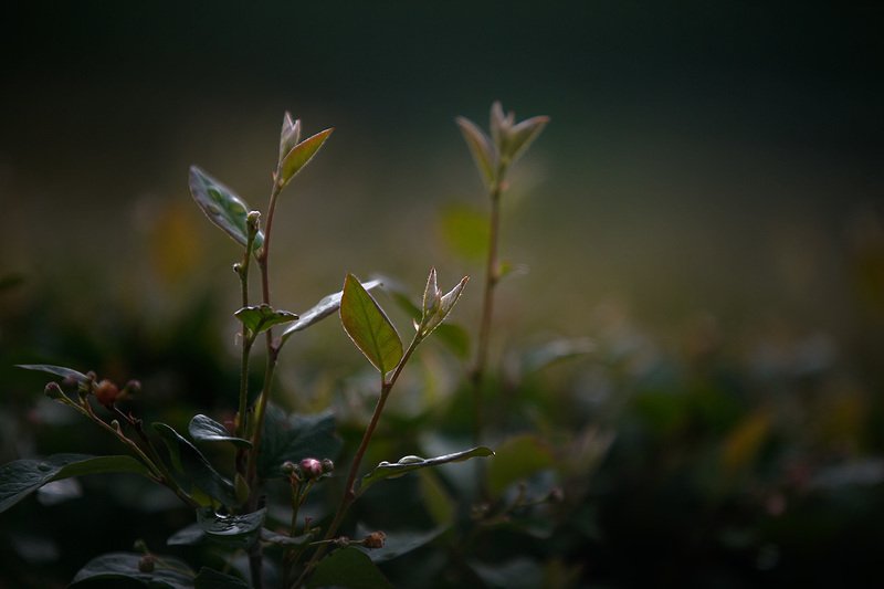 Июнь. В паркеphoto preview