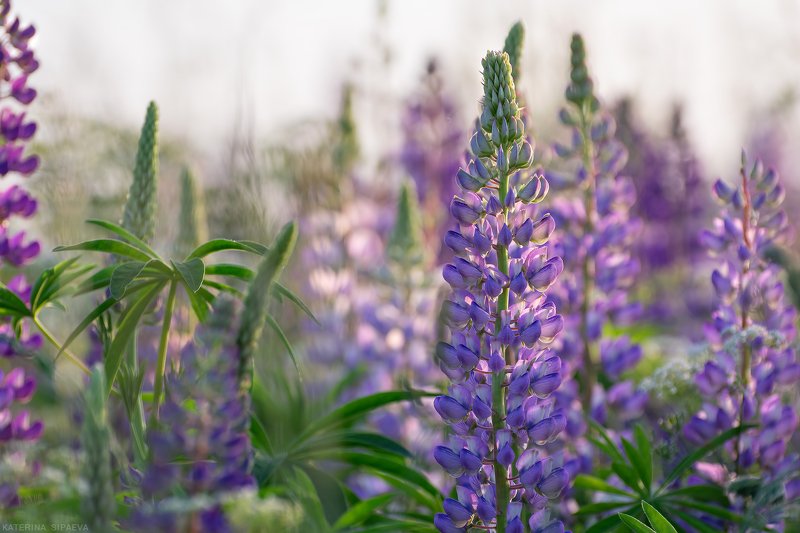 природа, лето, цветы Наше лето в люпины одетоphoto preview
