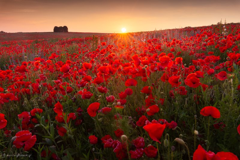 maki, poppies, marcin rydzewski, krajobraz, natura, landscape, canon, 6d, red, natura ,scenery, Poppiesphoto preview