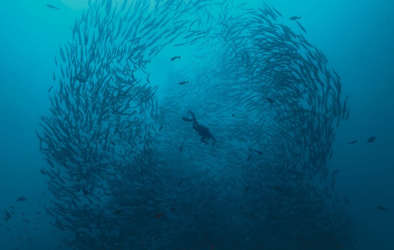 В стае барракуд 2 фото превью