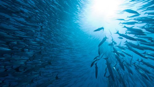 В стае барракуд 3