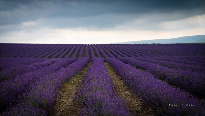 лаванда крым Лавандаphoto preview