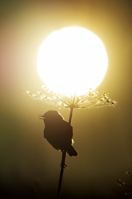 sunset#2photo preview