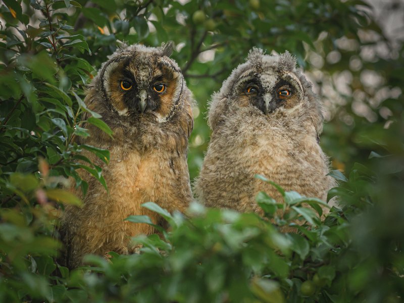 real wildlife, wildlife, nature, wildlife photographer, owl, bird photography, ушастая сова, совята, asio otus, bird, sa_travelmedia, сова, birds \