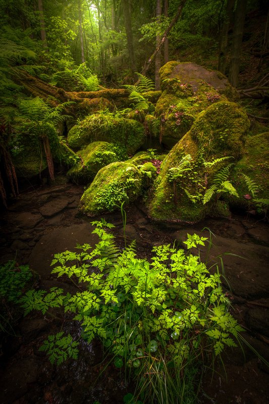 landscape, forest, spring, green, eod, woodland, tree, trees, light, nature Spring forestphoto preview