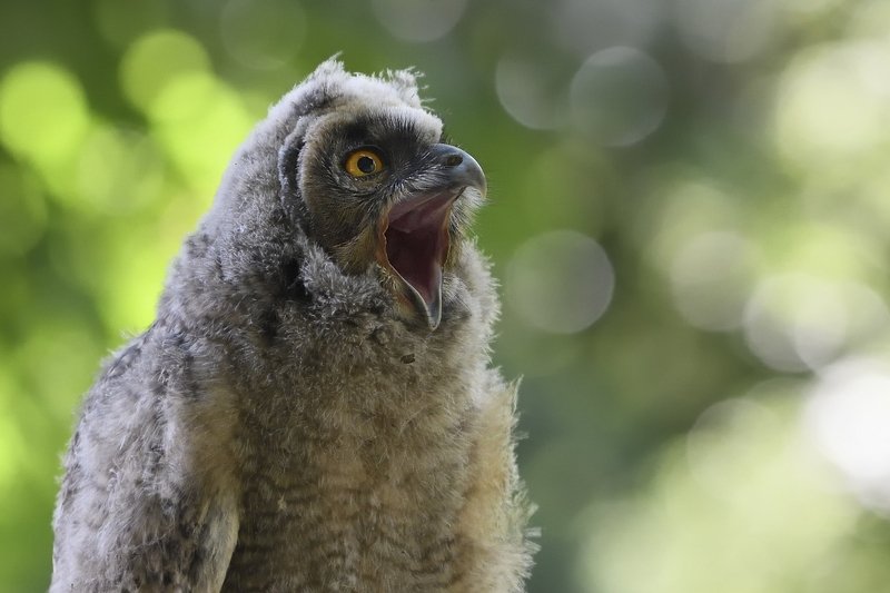 птицы birds slovakia Asio otusphoto preview