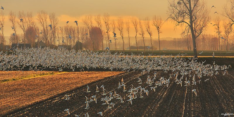 франция,mont saint-michel,france Коллективный разумphoto preview