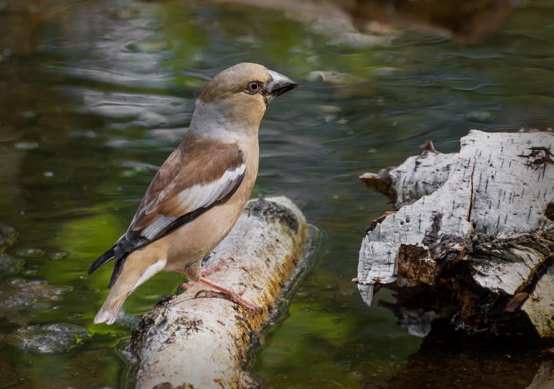 птица, дубонос, водопой, дубонос на водопое.. (самка)photo preview