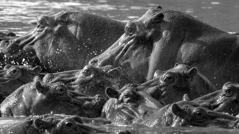 hippo gangphoto preview