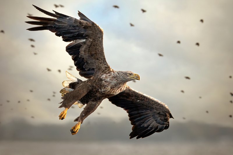 Bielik orzeł, ptak, orzeł, drapieznik Bielik orzełphoto preview