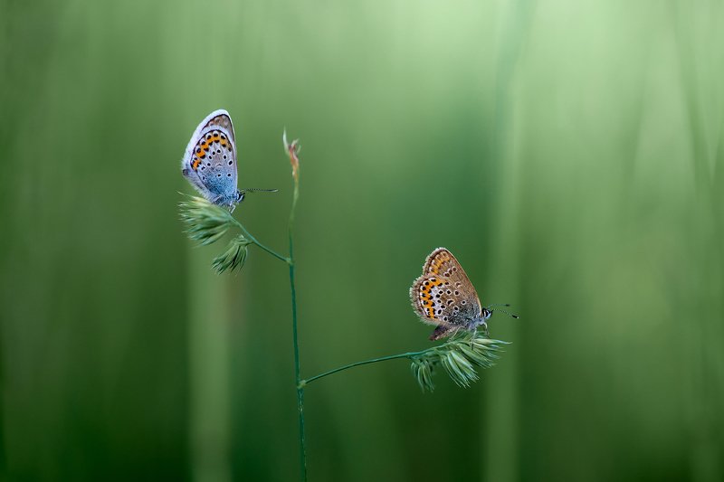 Голубянка Икар и Голубянка Терситphoto preview