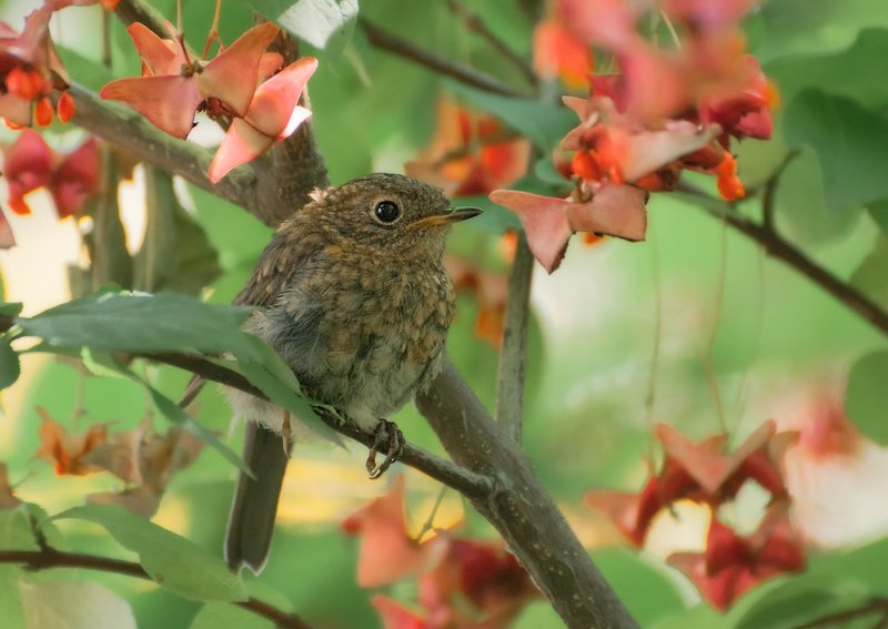 птица, зарянка, птенец, бересклет Укрыться  в бересклете....photo preview
