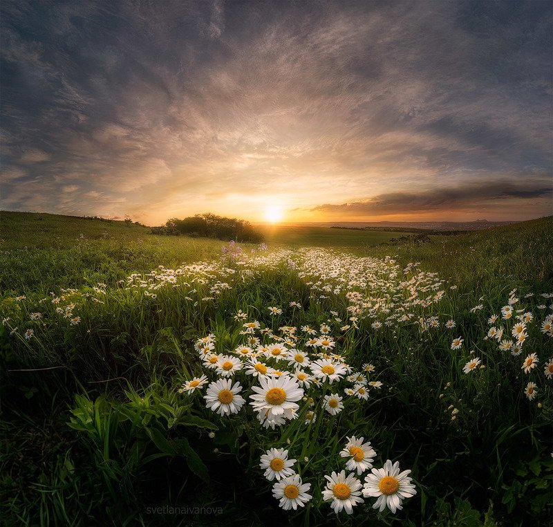 ромашки, закат, кмв, кавказ, ессентуки Ромашковое летоphoto preview