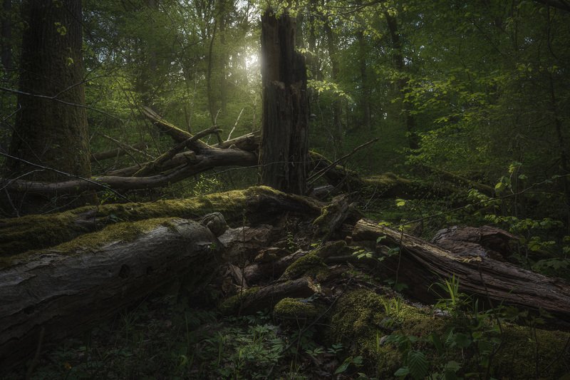 forest trees light mood drama Podlasie Poland Fangorn forest...photo preview
