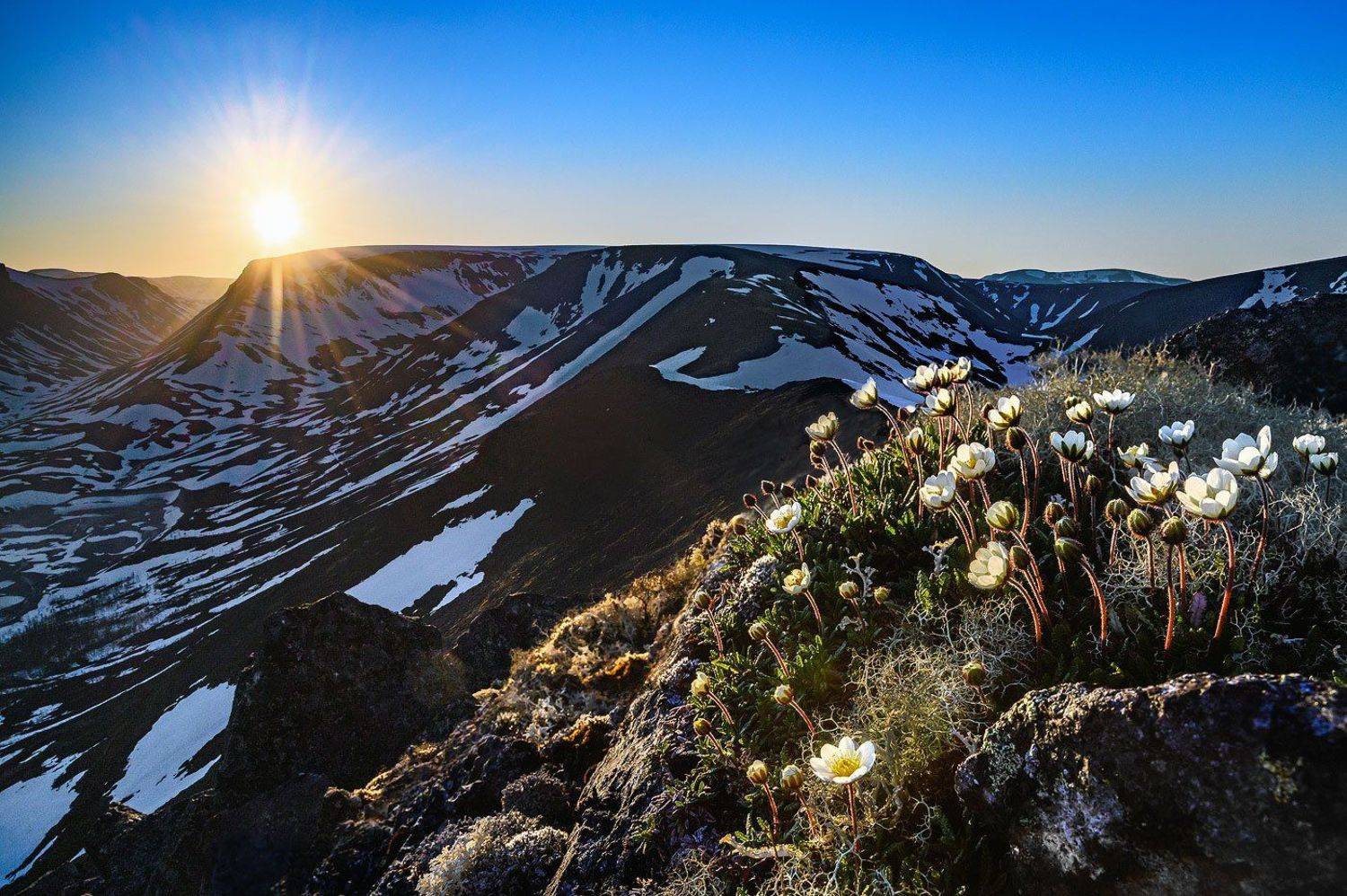Летнее солнцестояние. Автор: Григорий Ильин хибины, горы, вершина, лето, солнцестояние, цветы, ночь, полярный день, Григорий Ильин