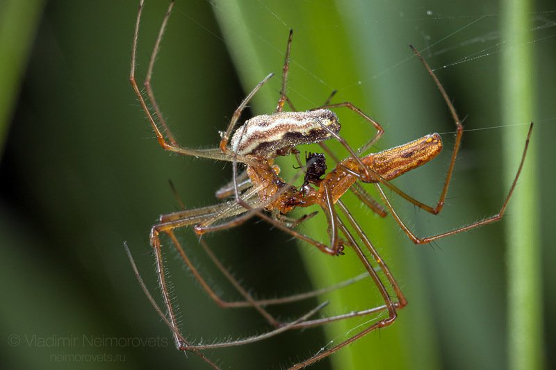 Tetragnatha extensa, common stretch-spider, stretch-spider, spider, mating, grass, green, macro, close-up, close up, Gatchina district, Leningrad Region, Russia. Mating of the common stretch-spider (Tetragnatha extensa) / Спаривание пауков-вязальщиков (Tetragnatha extensa) фото превью