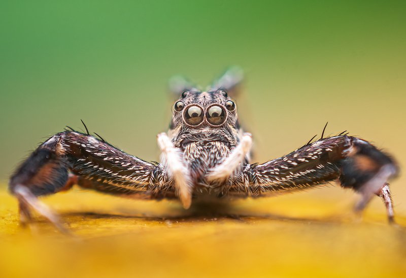 macro wildlife closeup insects Portrait of brettus sp.photo preview