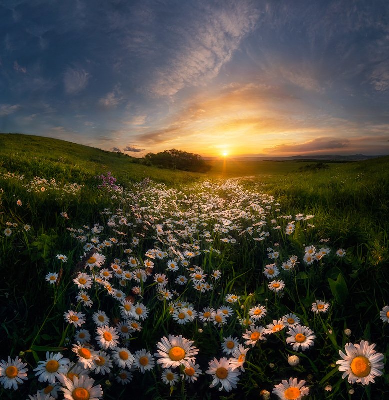 ромашки, закат, кмв, кавказ, ессентуки Ромашковое летоphoto preview