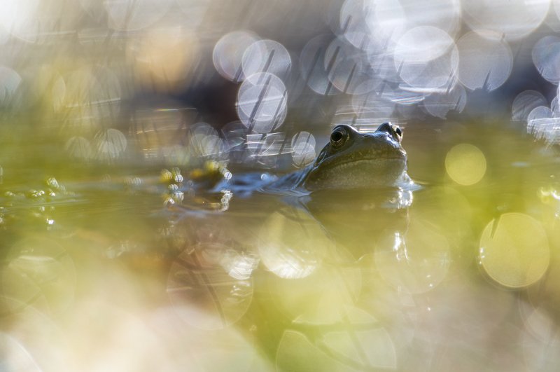 macro, bokeh, vintage lens, nature, frog, fauna portraitphoto preview