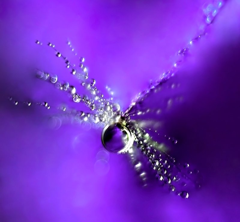 макро, капля, пушинка, цвет, макро мир, макросъемка, сирень, цветы, сиреневый, фиолетый, вода, Сиреневое настроениеphoto preview