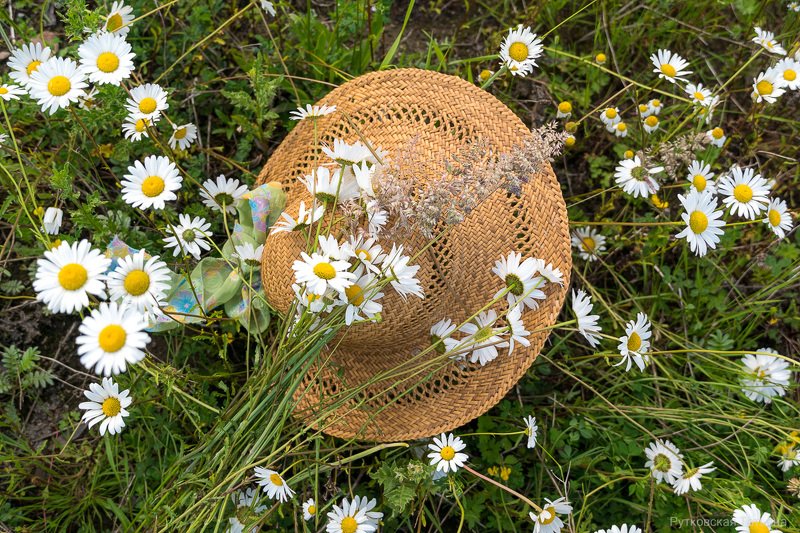 Ромашковое летоphoto preview