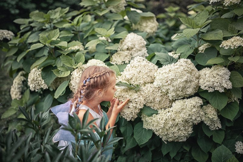 В гортензияхphoto preview