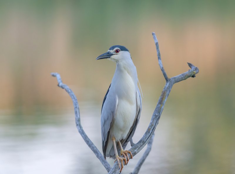 живая, природа, кваква WILDLIFEphoto preview