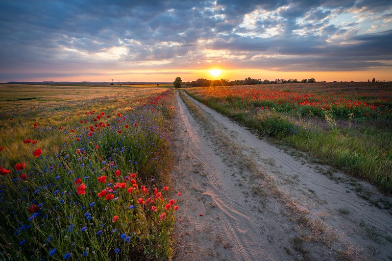 road of hope path magic sun sunset poppy flowers dranikowski sunlight sky clouds Road of Hopephoto preview